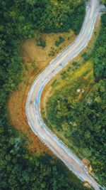 High angle view of road amidst trees in forest