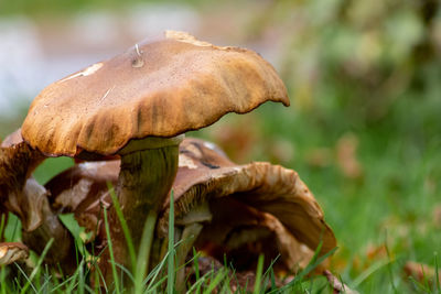 Big brown mushrooms in a forest found on mushrooming tour in autumn with brown foliage