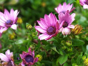 Close-up of pink flowers