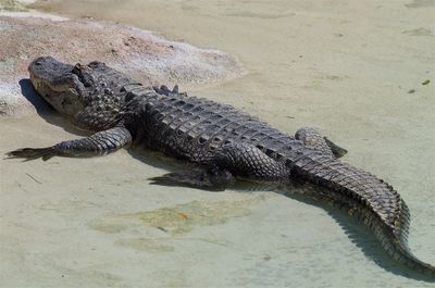 High angle view of crocodile on sand