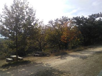 Trees on countryside landscape in park