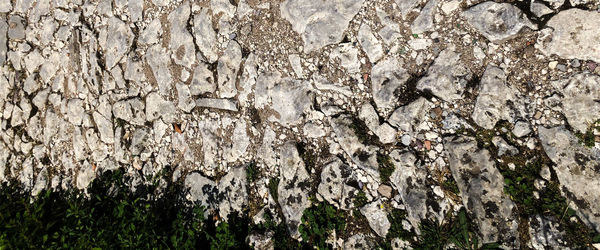 Full frame shot of tree trunk