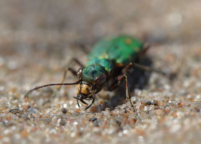 Close-up of insect on land
