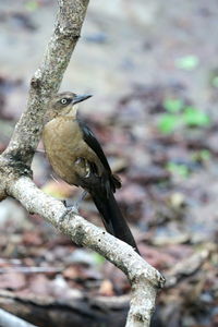 Close-up of bird perching on branch