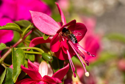 Close-up of bee pollinating on pink flower