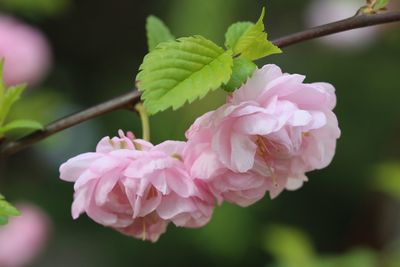 Close-up of pink flowers
