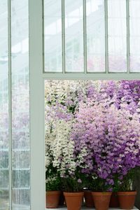 Pink flowering plants seen through glass window