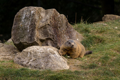 Close-up of sheep on rock