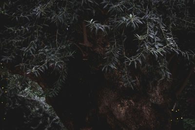 Full frame shot of trees in forest