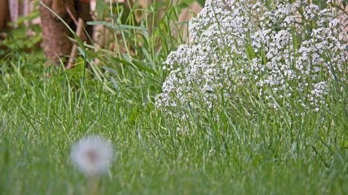 Close-up of white flowering plants on field