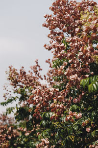 Close-up of flowering plant against sky