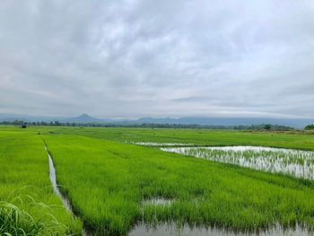 Scenic view of agricultural field against sky