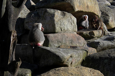 Monkeys sitting on rock at zoo