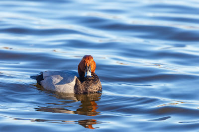 Duck swimming in a lake