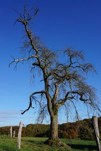 Bare tree against clear sky