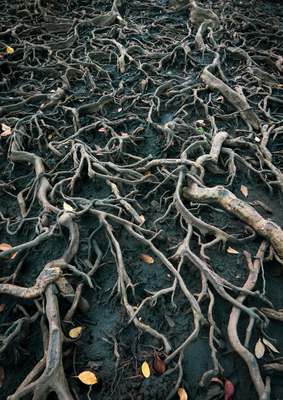 FULL FRAME SHOT OF TREE TRUNK