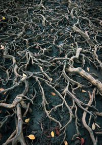 Full frame shot of tree roots