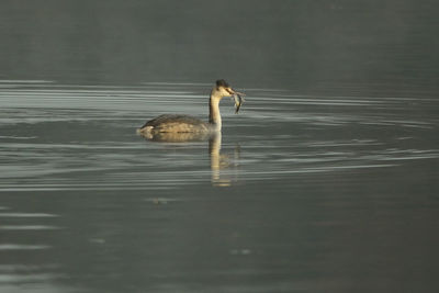 Bird swimming in lake