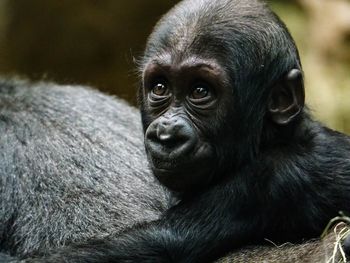 Close-up portrait of baby gorilla