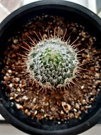 Close-up of succulent plant in pot