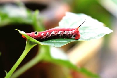 Close-up of grasshopper on red leaf