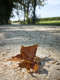 Close-up of dry autumn leaf on tree
