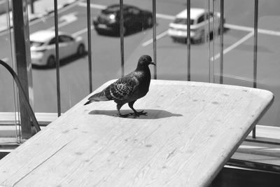 Close-up of bird perching on wooden table