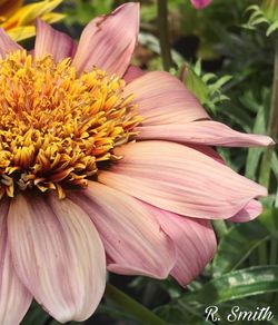 Close-up of yellow flower blooming outdoors