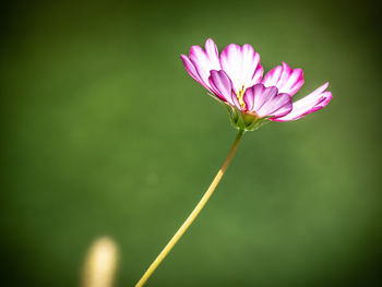 Close-up of pink water lily