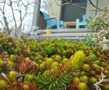 Close-up of flowers blooming in garden