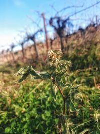Close-up of plant on field