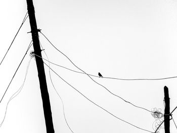 Low angle view of birds perching on cable