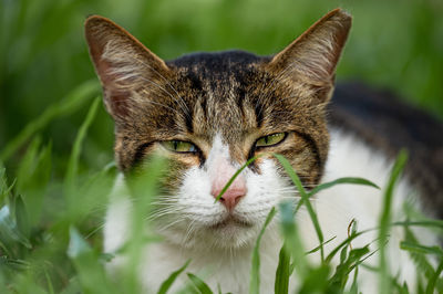 Close-up portrait of a cat