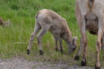 Sheep grazing in a field