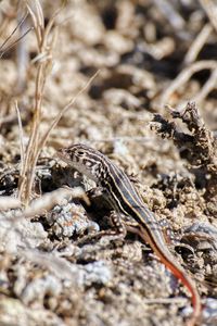 Close-up of insect