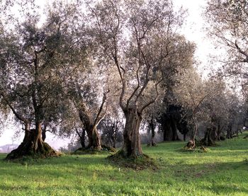 View of cherry trees in park