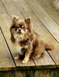 High angle portrait of puppy on wood