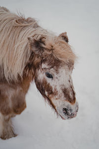 Close-up of horse