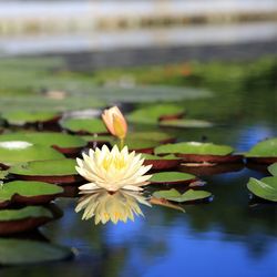 Close-up of lotus water lily in lake