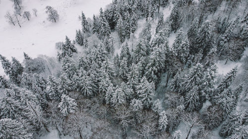 Snow covered pine trees in forest