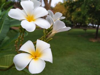 Close-up of white flower in park