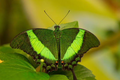 Close-up of butterfly on leaf