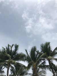 Low angle view of palm trees against sky