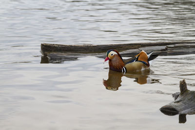 Duck swimming on lake