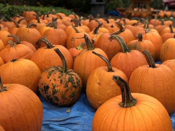 Pumpkins for sale at market stall