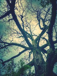 Low angle view of bare trees against sky