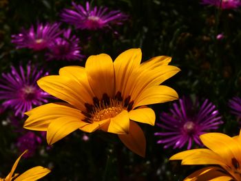 Close-up of purple flowering plants