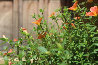 Close-up of flowers blooming outdoors