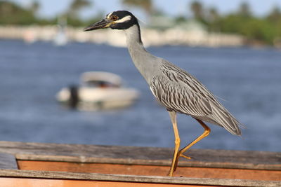 Gray heron perching on a sea