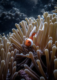 Fish swimming in sea